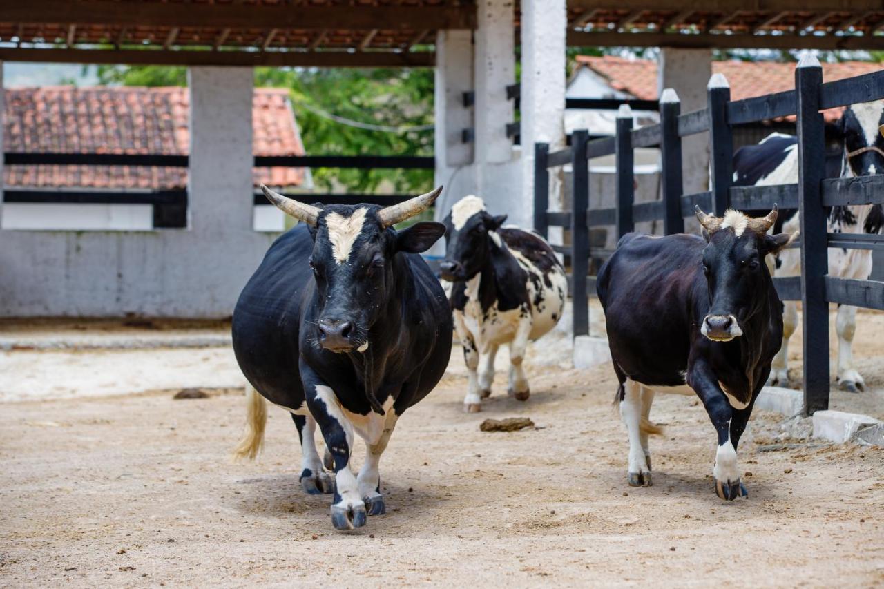 Villa Hipica Resort Gravatá Exterior photo Cows at the farm